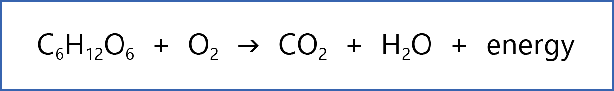 what-is-the-correct-balanced-equation-of-photosynthesis