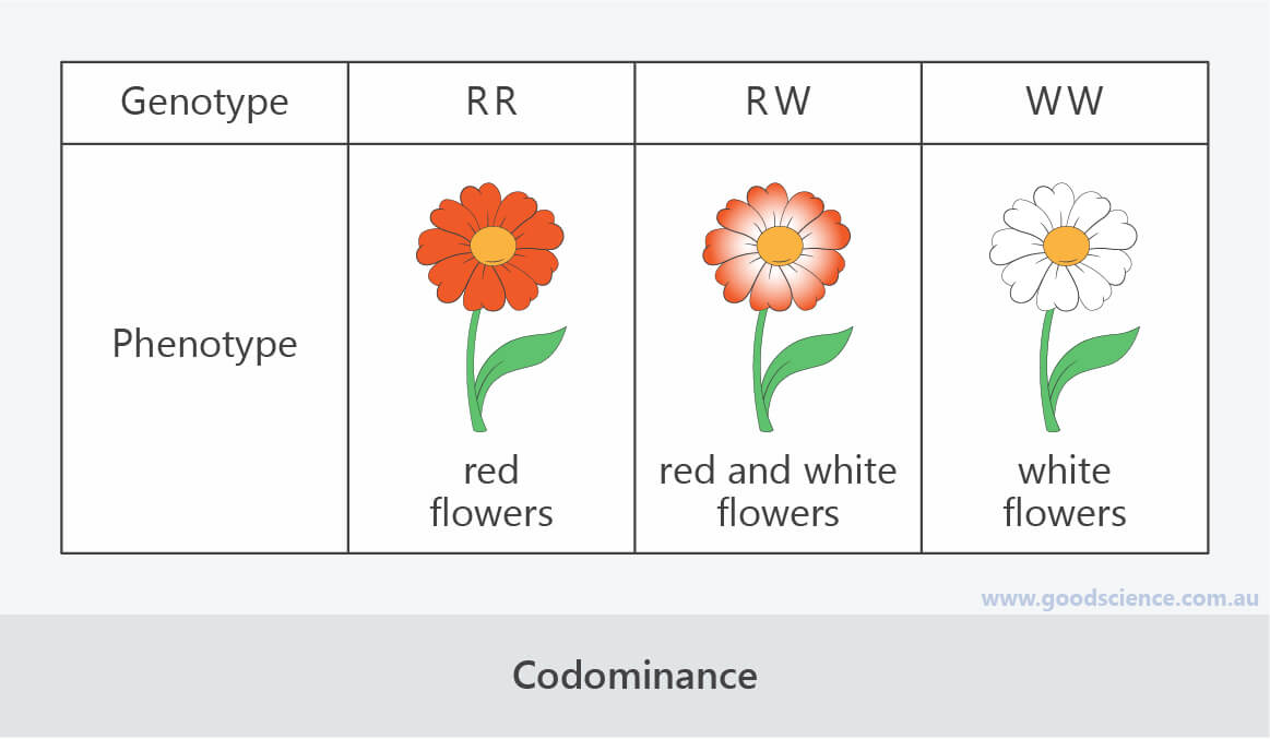 Dominance, Incomplete Dominance and Codominance | Good Science