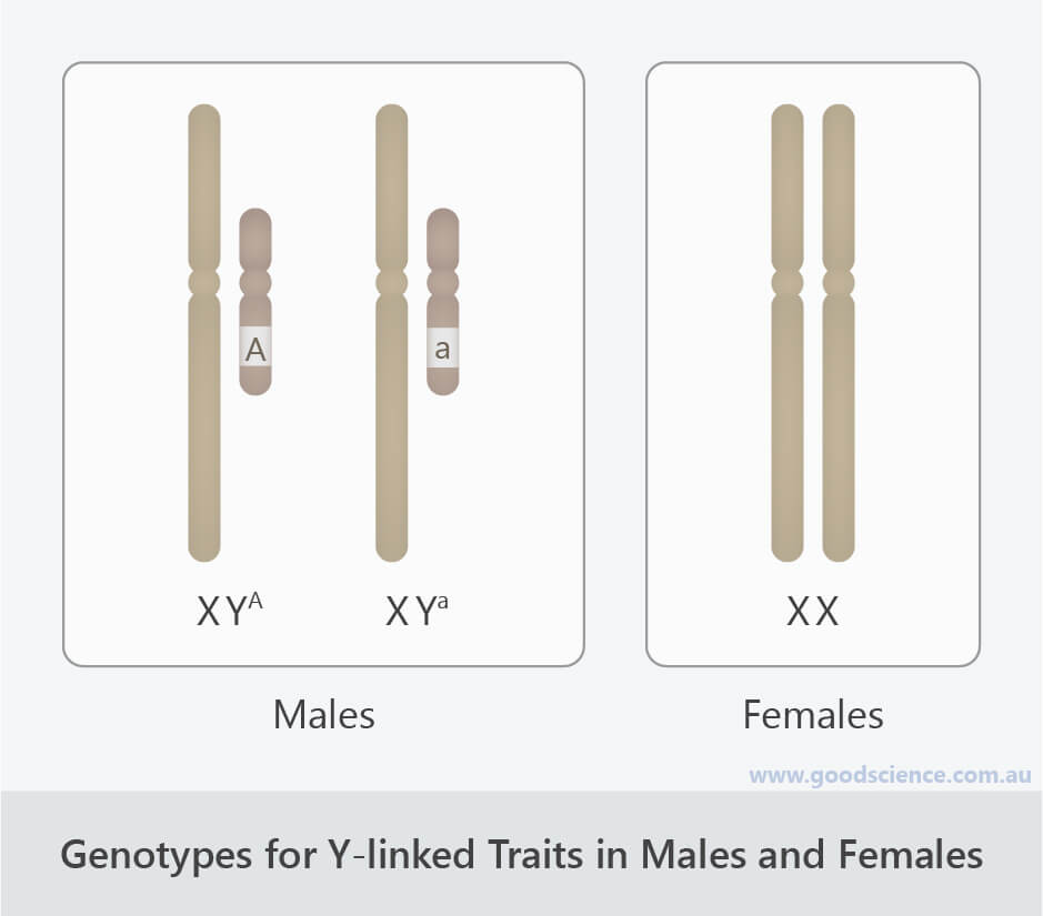 Sex-Linked Inheritance | Good Science