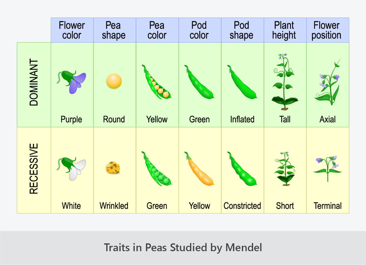 Mendel #39 s Experiment With Pea Plants Plant Ideas