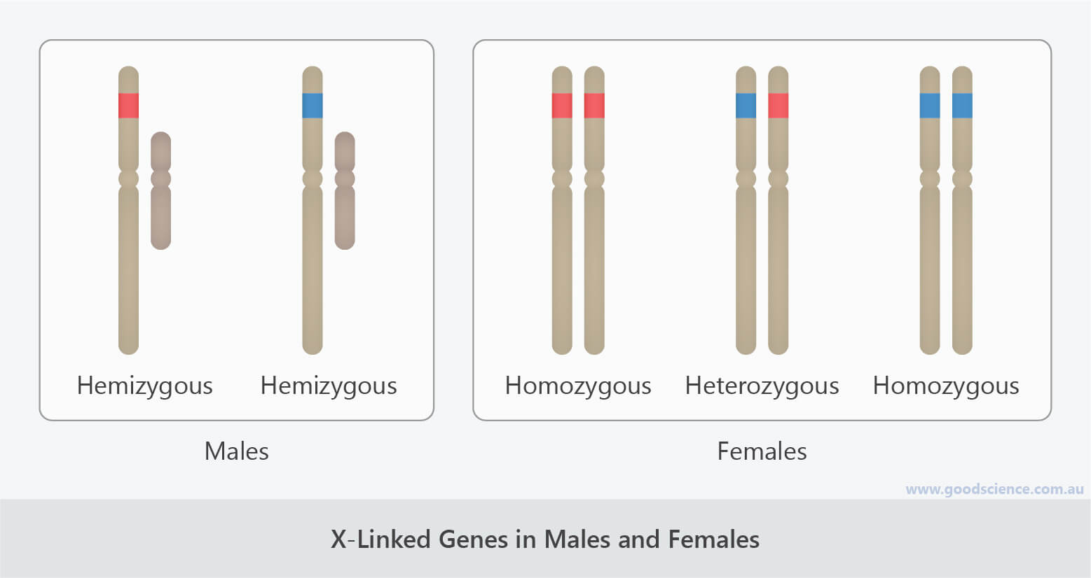 Sex-Linked Inheritance | Good Science