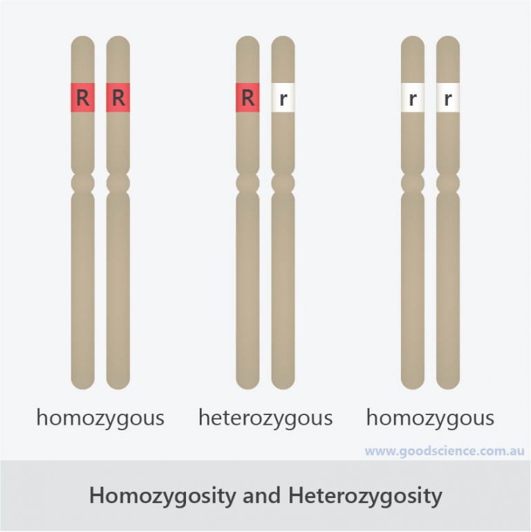 Homozygous Gene คือ อะไร